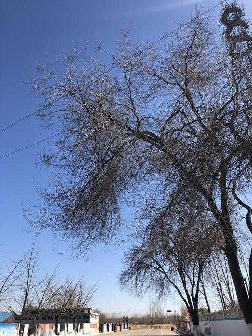 31省份多点散发，黑龙江兴山区疫情为何持续抬头？