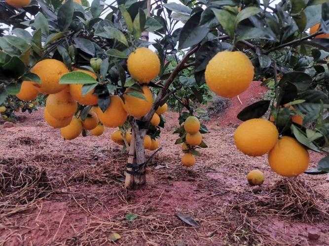 赣南红土地上的防控密码：龙南市疫情背后的地理与政策合力