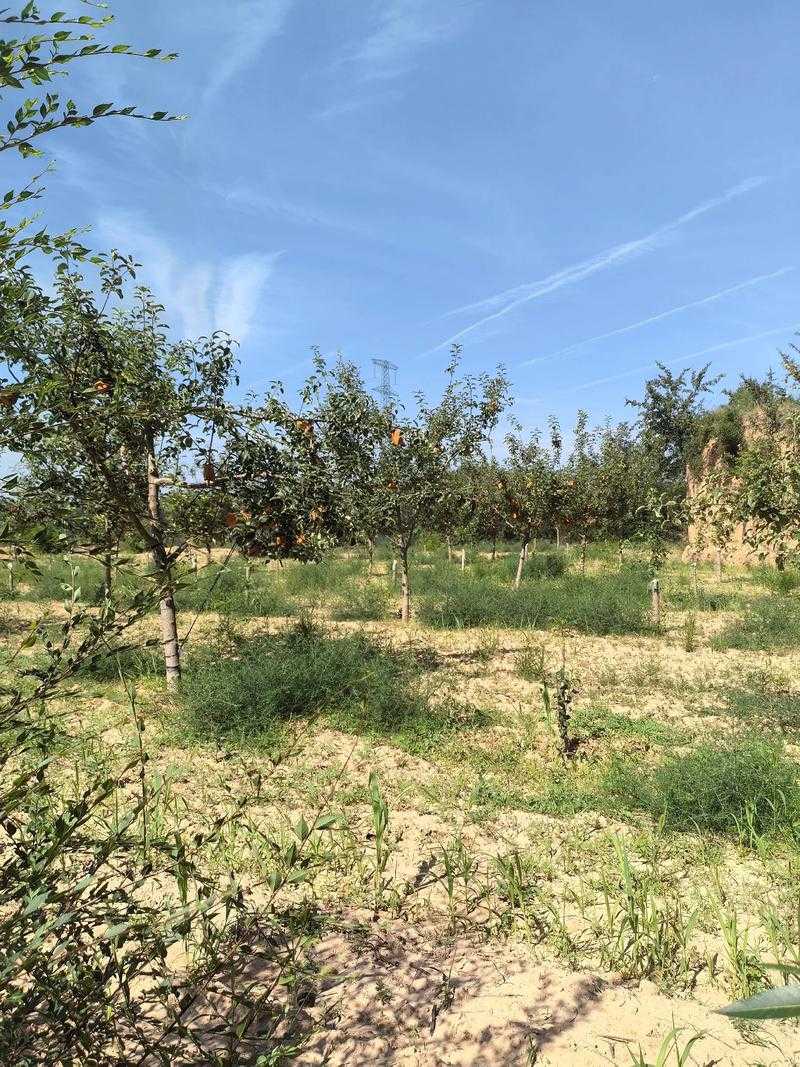 黄土高原上的防控线:洛川县疫情何以突破地理屏障?