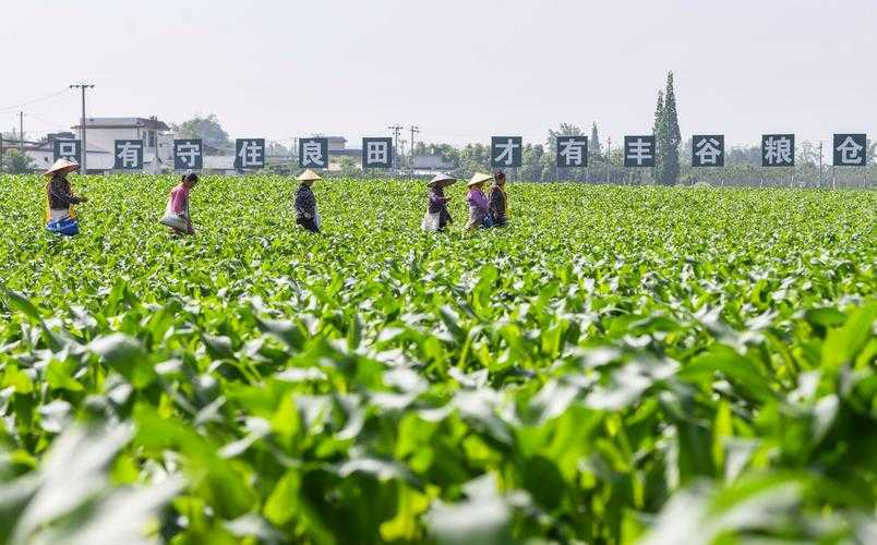31省份多点散发，四川青神为何逆势守住防线？
