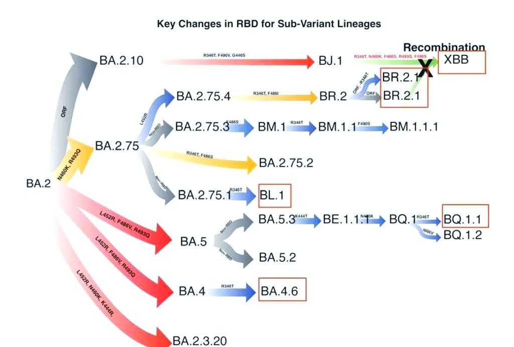 奥密克戎亚型反复高热是否复阳？内蒙古专家解析与应对策略