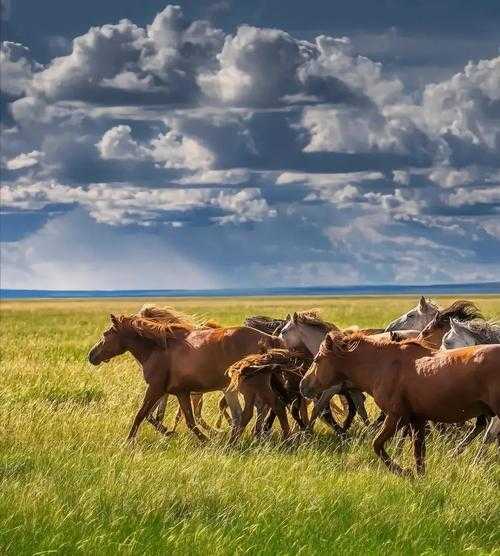内蒙古新增5例引关注，察哈尔右翼后旗防控迎来压力测试