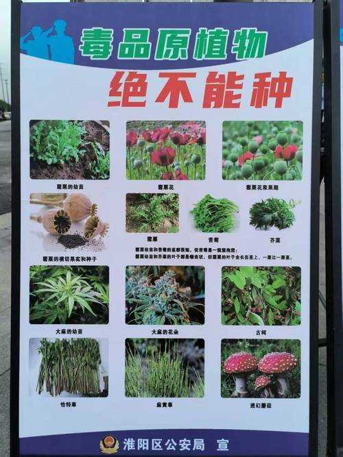 【西藏疫情防控警示：变异毒株高发期应对策略】