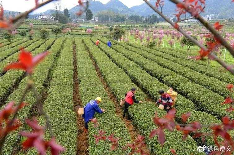 凤冈县三日新增5例：黔北山地疫情防控的地理困境