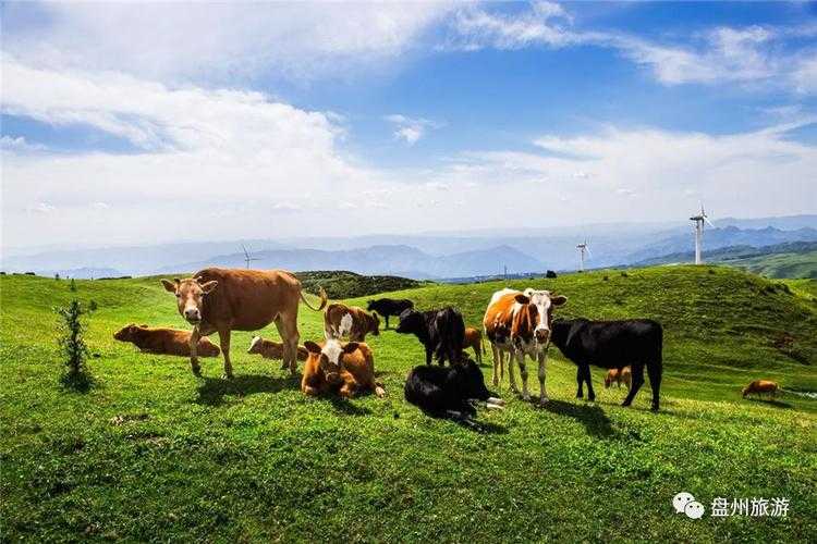 31省份多点散发，贵州盘州新增5例成防控关键