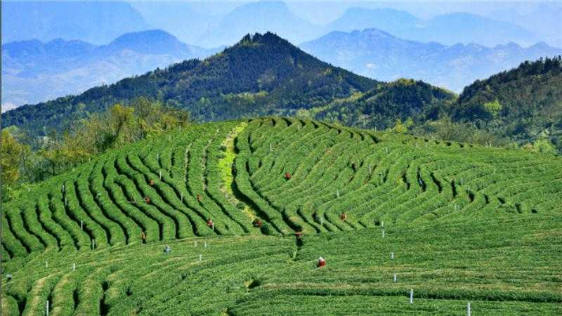 31省份多点散发，竹溪县4例为何引关注？