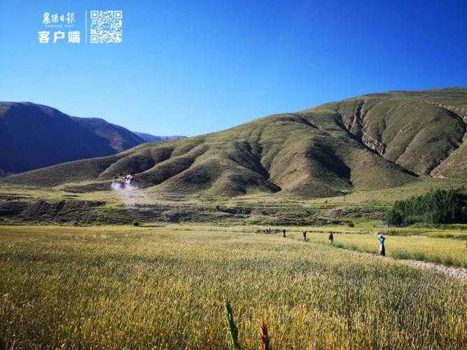 琼结县报告3例无症状感染者，西藏高原防线现零星突破