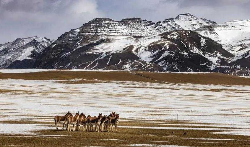【青藏高原上的当雄防疫密码：全国唯一零感染县城的地理优势】