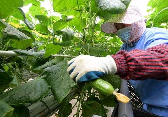 31省份多点散发，崇明3例为何成防控焦点？