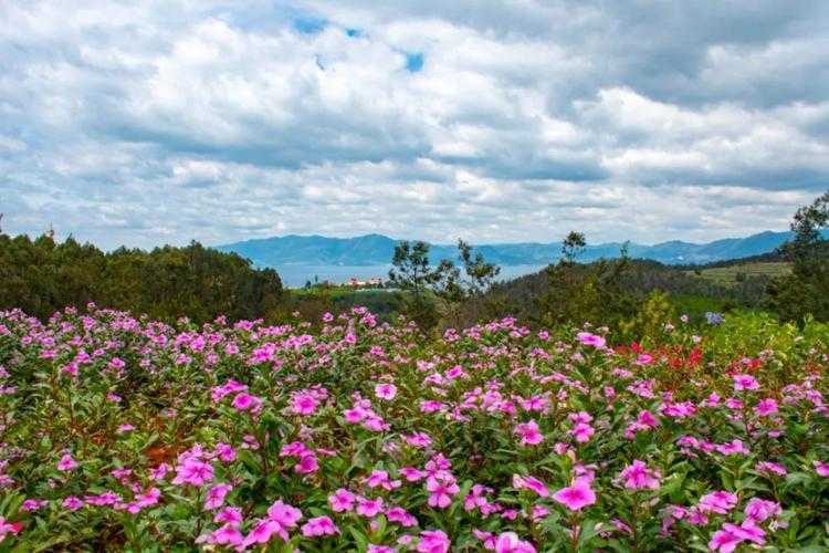 云南澄江筑起防疫长城：高原水乡如何守住零确诊底线