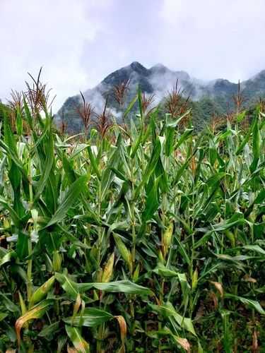 镇坪县零新增背后的地理优势：大巴山屏障如何阻断疫情传播链