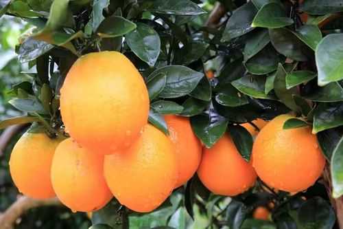 赣南绿野筑屏障：兴国县疫情防控的地形优势解析