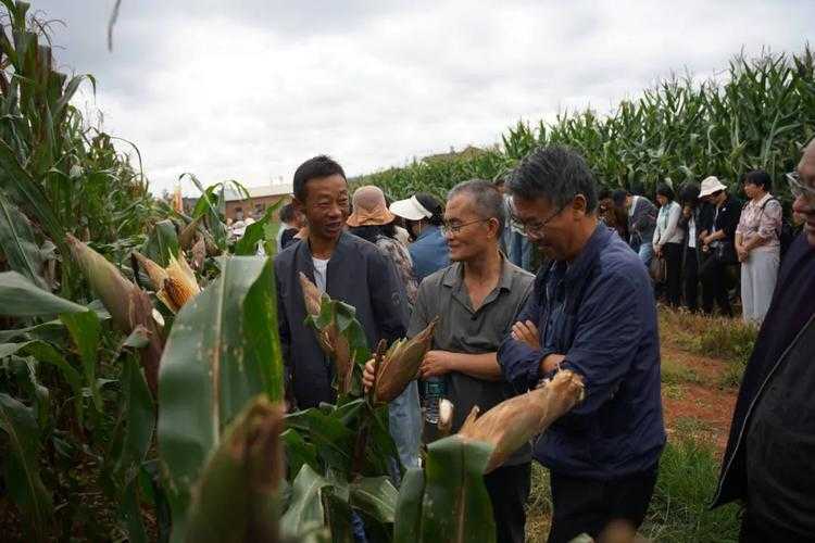 云南高原防线下的疫情波动：陆良县为何成为防控新焦点？