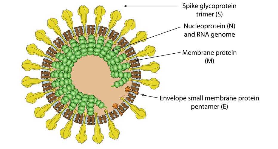 2022年1月云南免疫逃逸株确诊人员疫情特征与防控启示