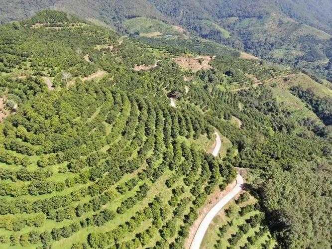 31省份多点散发，云南镇康为何成防控新焦点？