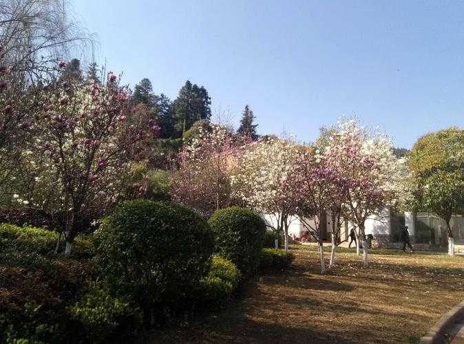 【31省份多点散发，云南师宗45例为何成防控焦点？】