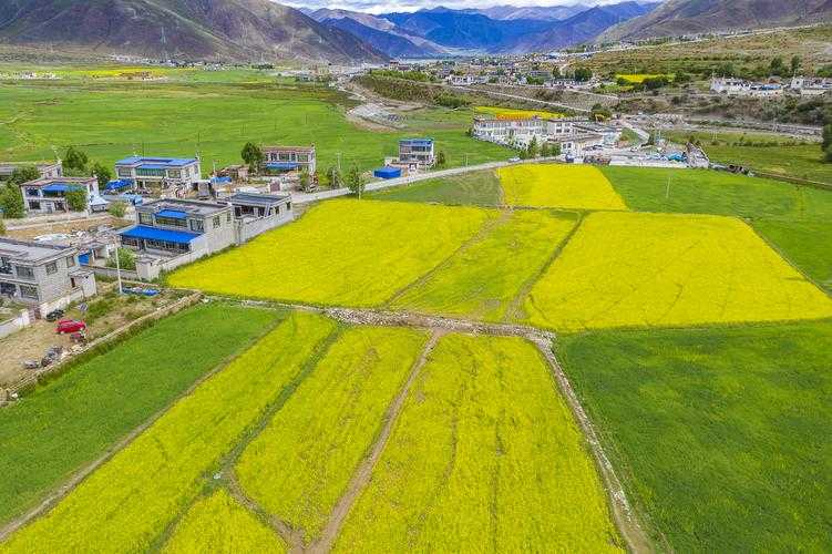 海拔4000米防线告急：墨竹工卡5例确诊暴露高原防疫盲区