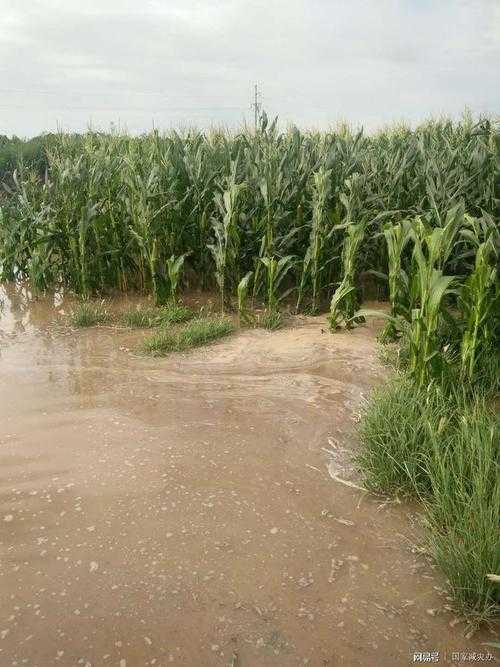 31省份多点散发，云南龙陵17例成防控新焦点