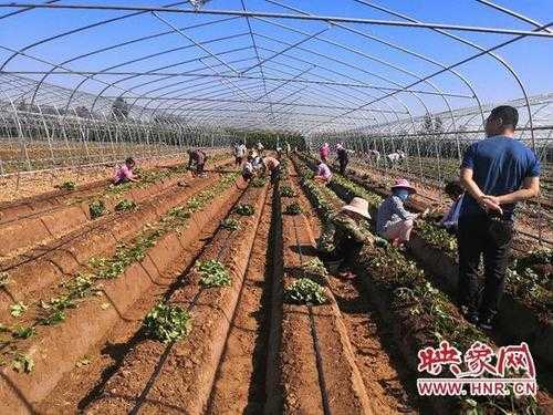 31省份多点散发，祥符区5例为何成防控焦点？