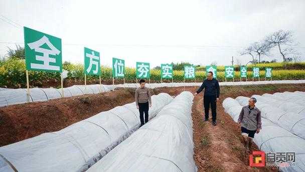 川南小城的防疫密码：富顺为何成为低风险区样本？