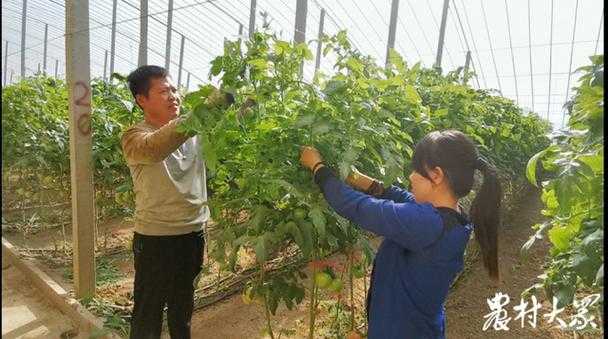 寿光疫情下的农业重镇保卫战：蔬菜供应链如何应对病毒冲击