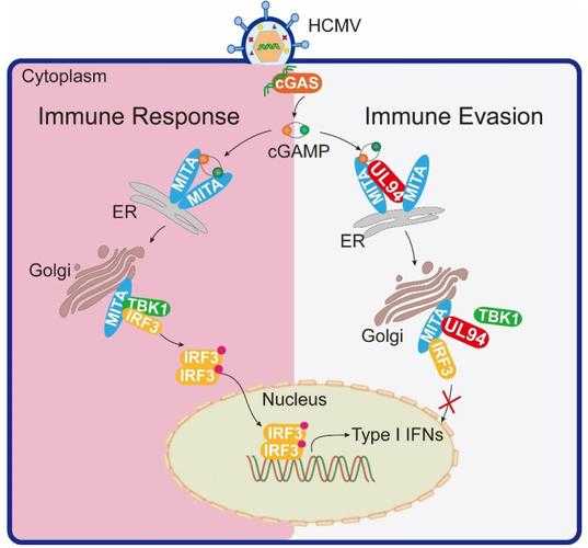 秋冬季最新研究：免疫逃逸株康复期患者管理要点