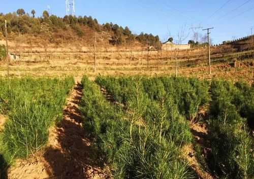 徽县疫情突袭：陇南山地防控链的连锁反应