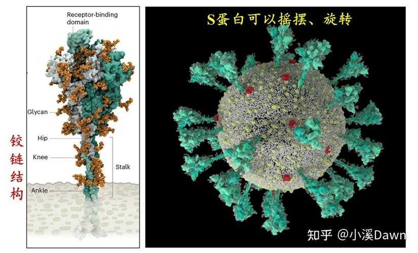 2020-2022陕西新冠变异株症状辨别要点解析