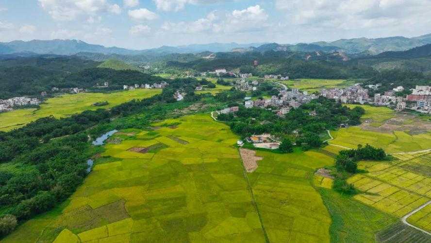 31省份多点散发，广西龙圩区4例引防控焦点