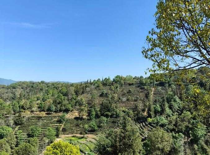 云南边境线上的静默防控：普洱市如何守住茶马古道健康通道