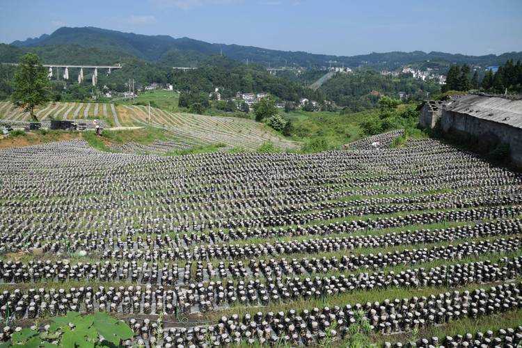 31省份多点散发，织金县新增27例折射西南疫情新态势