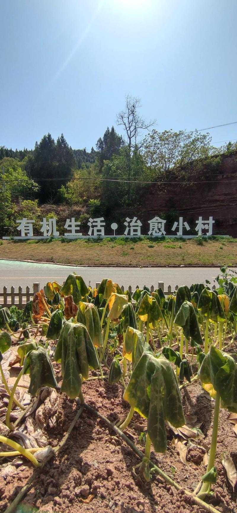 31省份多点散发，四川西充5例为何引发关注？