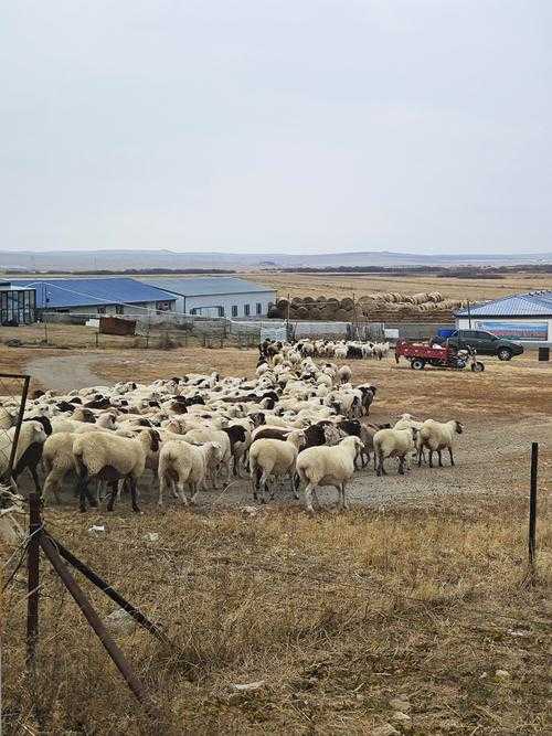 内蒙古乌审旗新增5例确诊，牧区防控如何突破地理屏障？