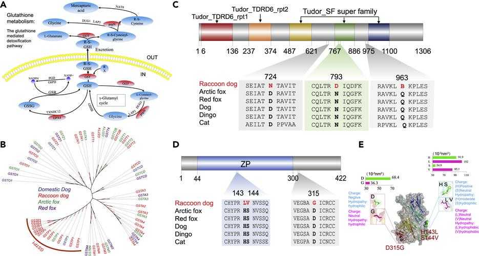 奥密克戎亚型结膜炎与复阳关联性研究——2020-2022新冠疫情数据分析