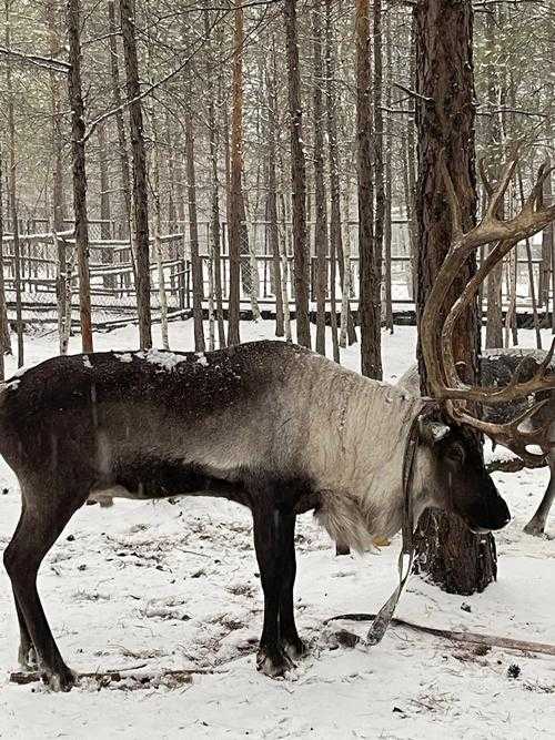 零新增的北极村密码：内蒙古极寒区如何守住疫情防线