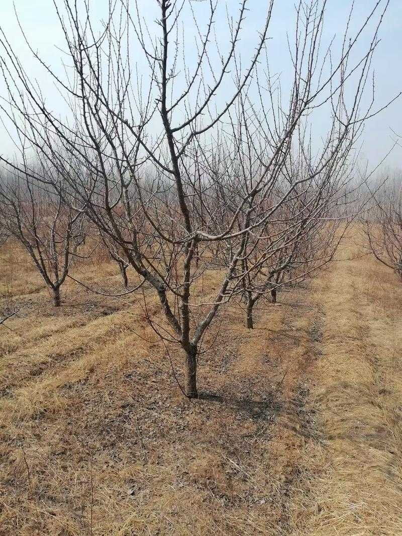 31省份多点散发,吉林梨树17例为何成防控焦点?