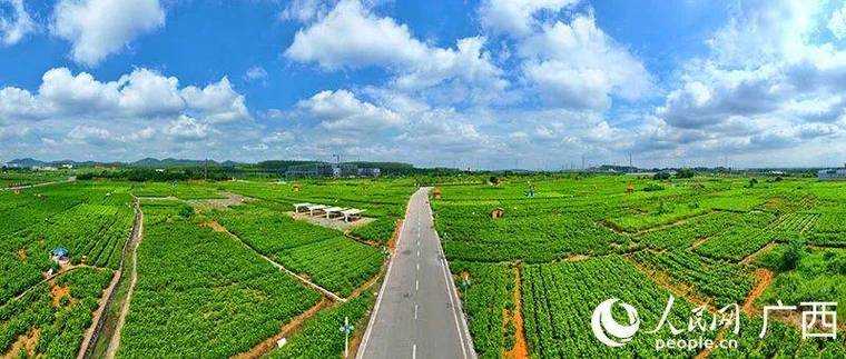 31省份多点散发，广西横州为何成防控新焦点？