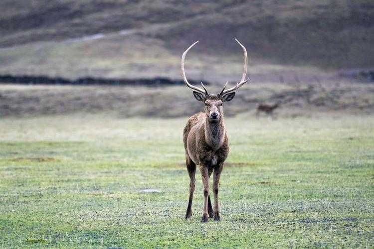 青藏高原腹地的警报：类乌齐县疫情何以突破地理防线？