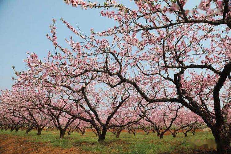 31省份多点散发，韶山市5例为何引发防控关注？