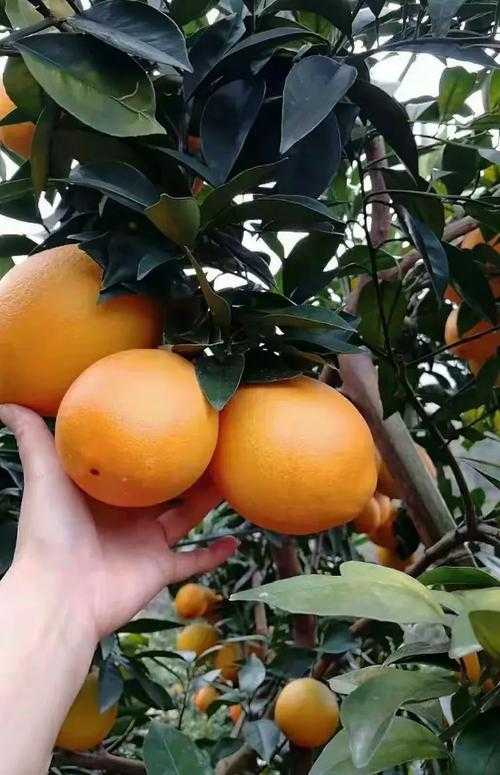 赣南红土地上的防控密码：龙南市疫情背后的地理与政策合力